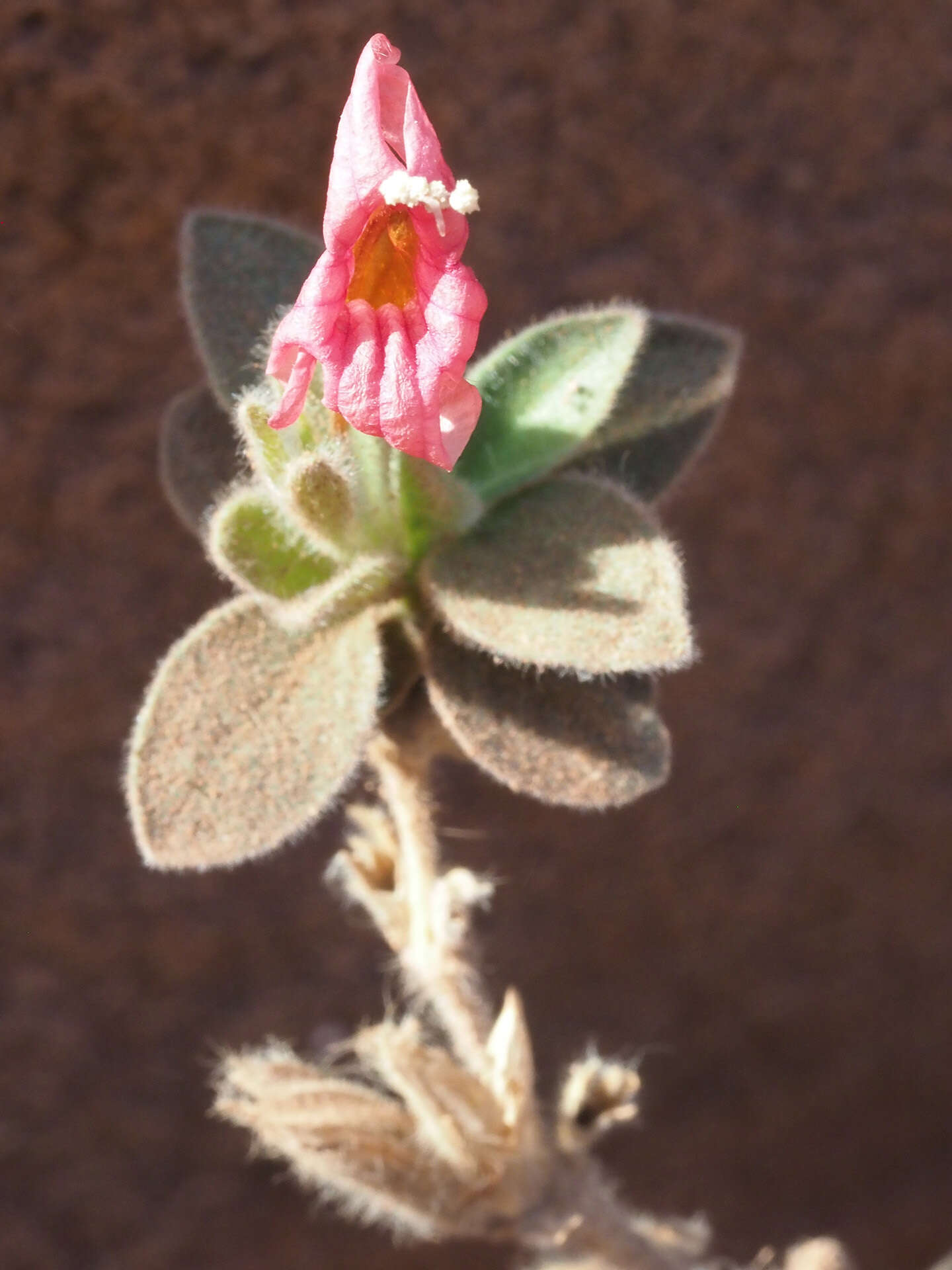 Imagem de Ruellia diversifolia S. Moore