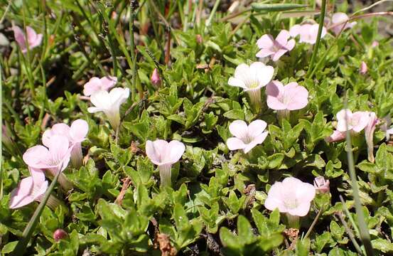 Image de Gratiola pubescens R. Br.