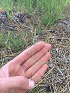 Image de Vulpia microstachys (Nutt.) Munro