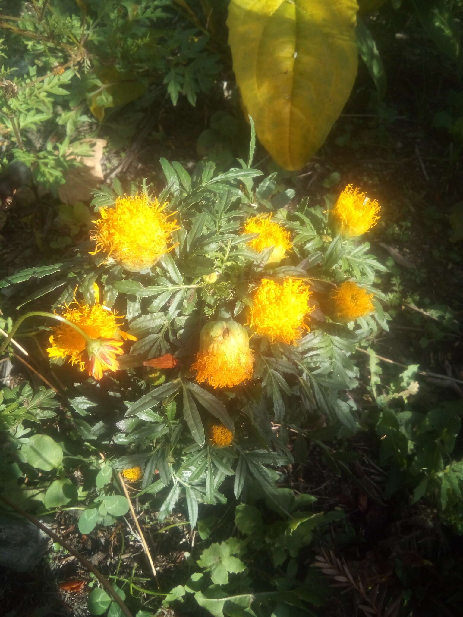 Imagem de Tagetes erecta L.