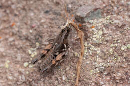 Image of Oedaleonotus tenuipennis (Scudder & S. H. 1897)