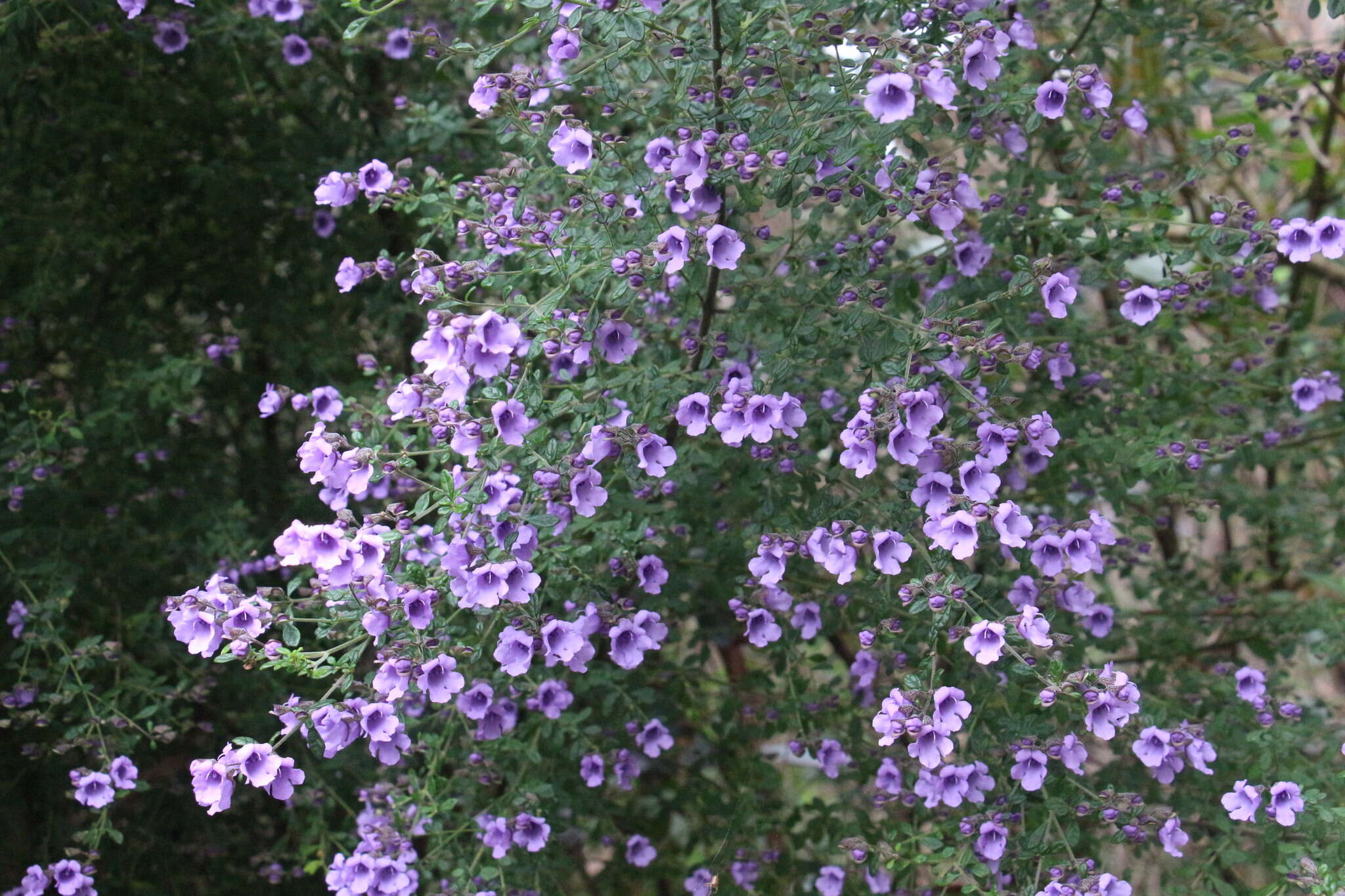 Image of Violet Mint-bush