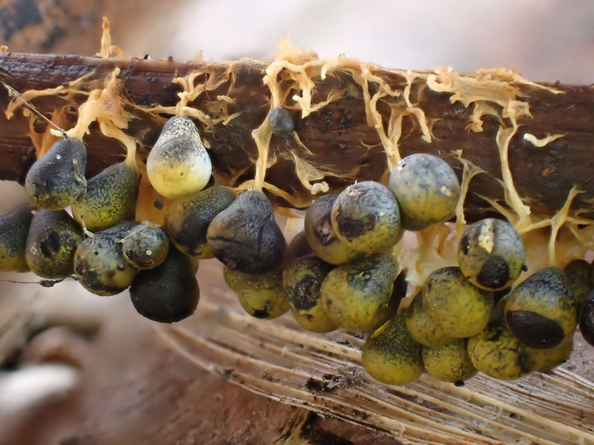 Image of Physarum albescens