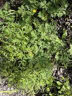 صورة Artemisia franserioides Greene