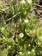 Image de Gratiola ebracteata Benth. ex A. DC.