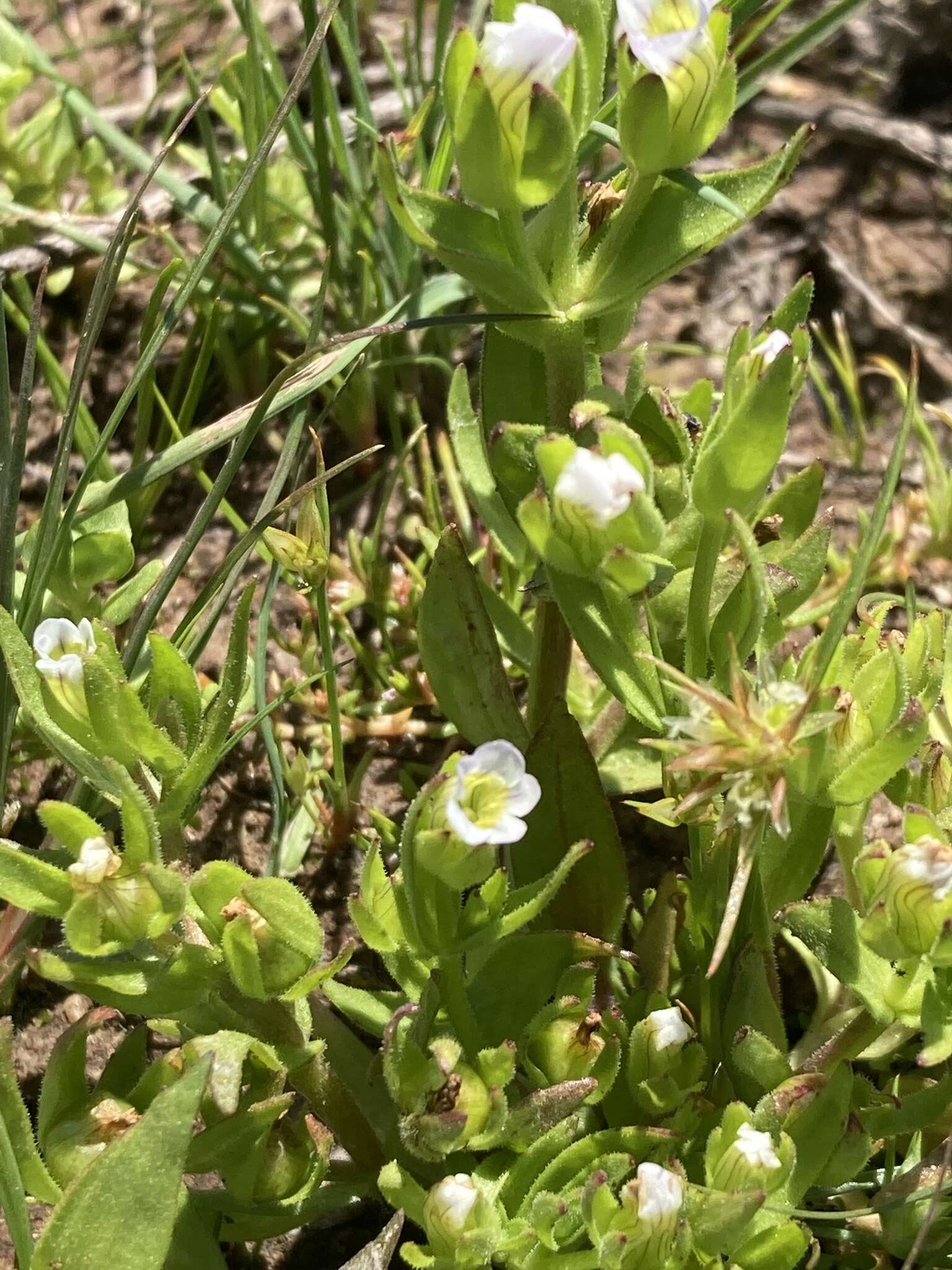 Image de Gratiola ebracteata Benth. ex A. DC.