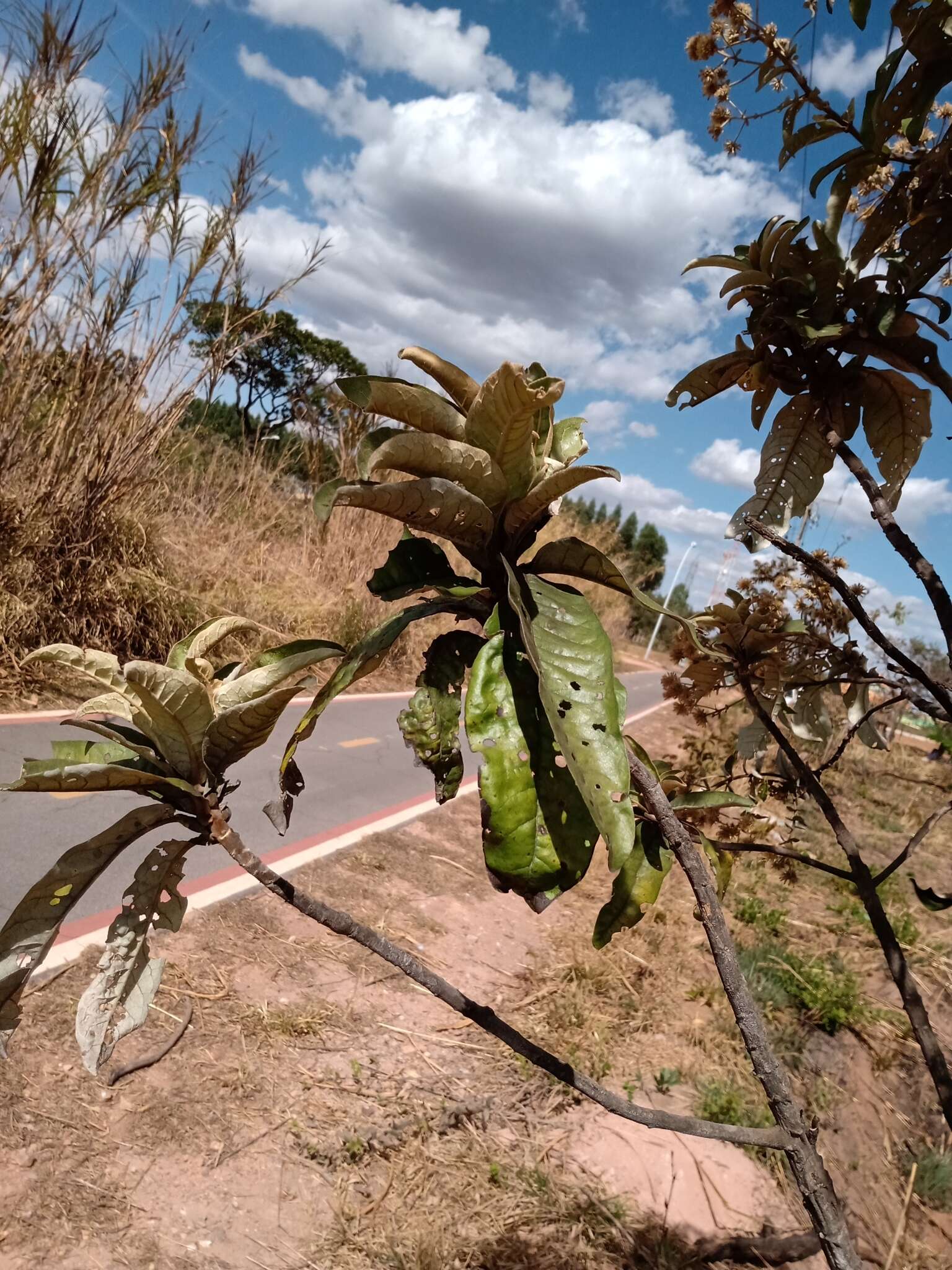 Imagem de Eremanthus glomerulatus Less.