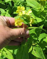 Image of fringed loosestrife