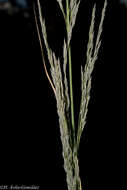 Image of Muhlenbergia robusta (E. Fourn.) Hitchc.