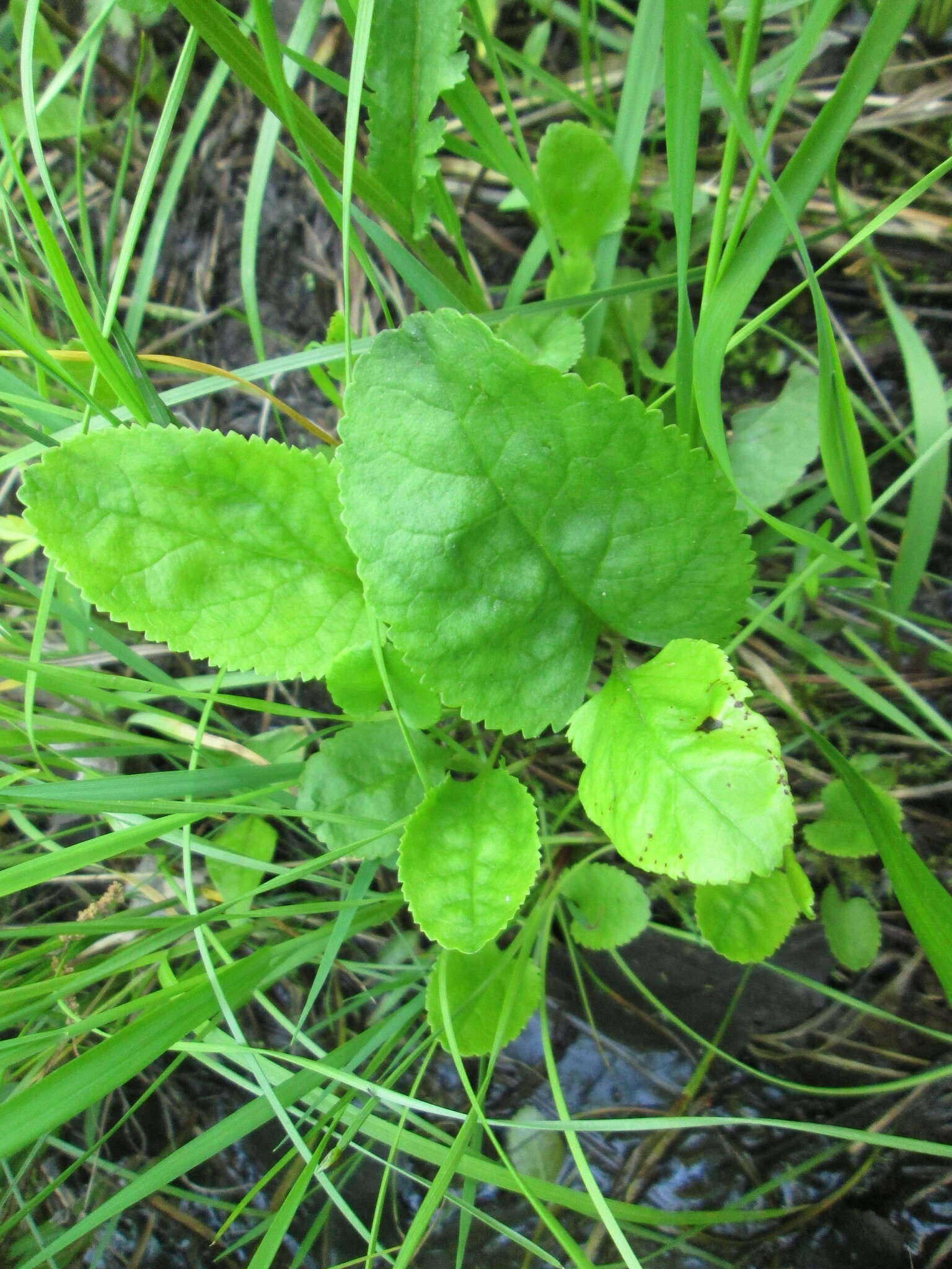 Image de Packera pseudaurea var. semicordata (Mack. & Bush) D. K. Trock & T. M. Barkley