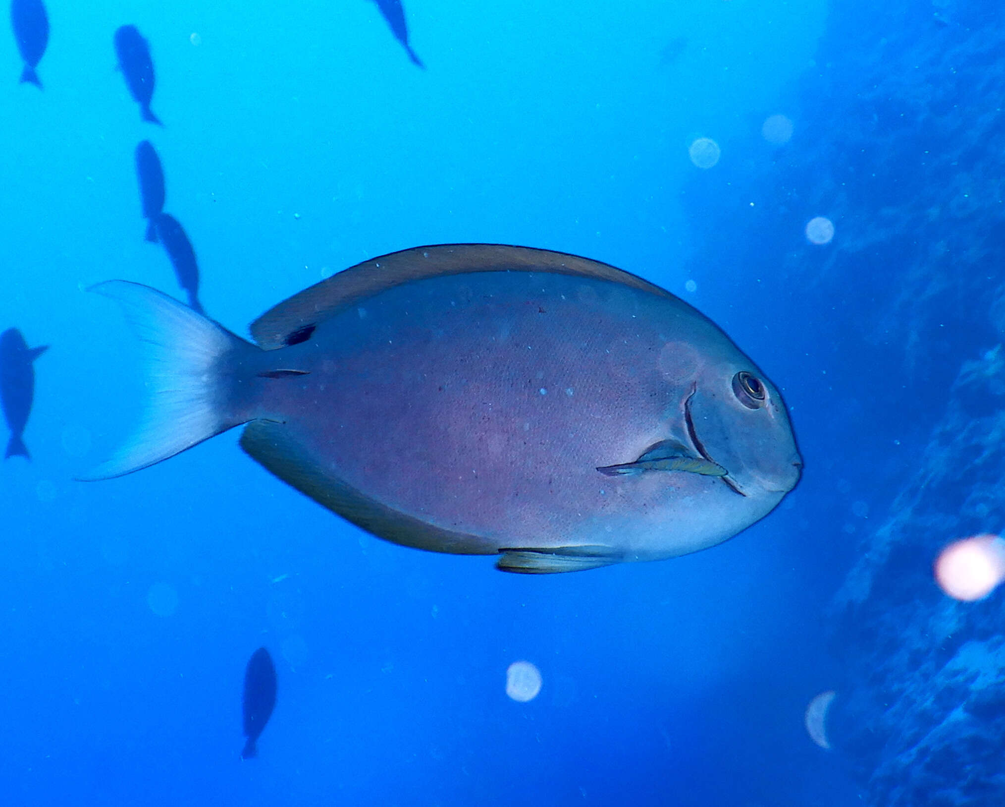 Image of Chocolate Surgeonfish