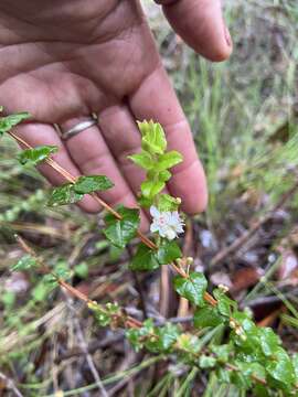 Image of Hypocalymma cordifolium Schau.