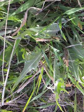 Image of tapertip hawksbeard