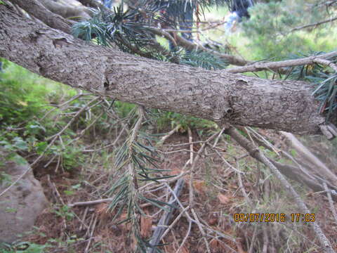 Image of corkbark fir