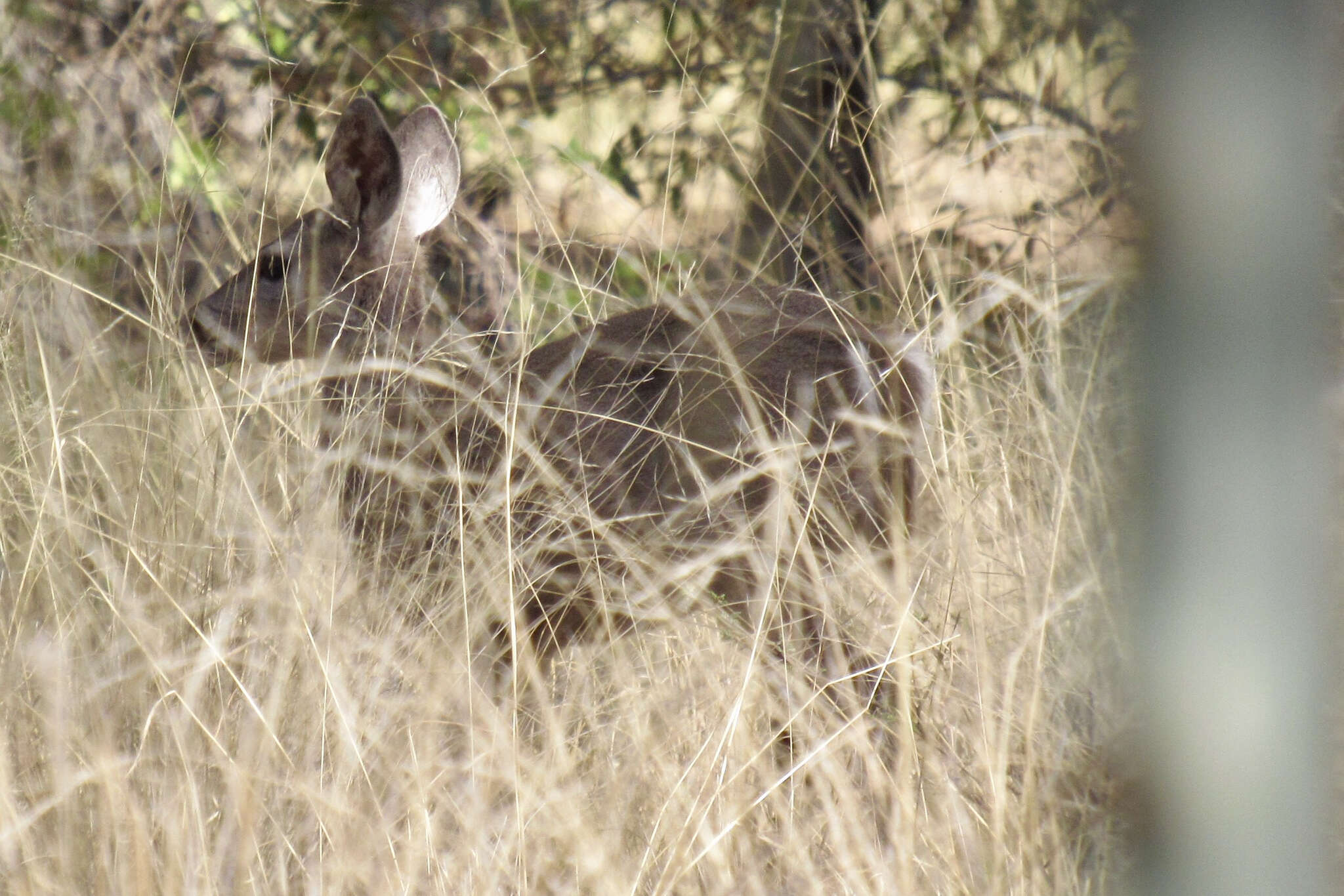 Image of Odocoileus virginianus couesi (Coues & Yarrow 1875)