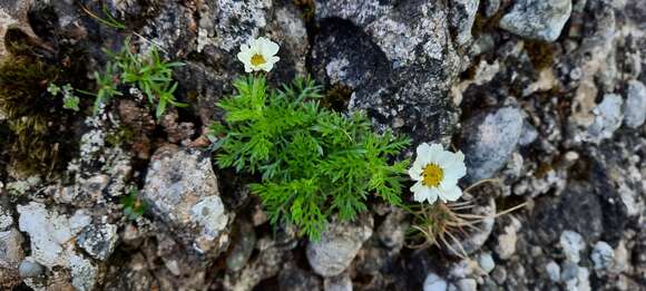 Слика од Achillea oxyloba subsp. schurii (Sch. Bip.) Heimerl