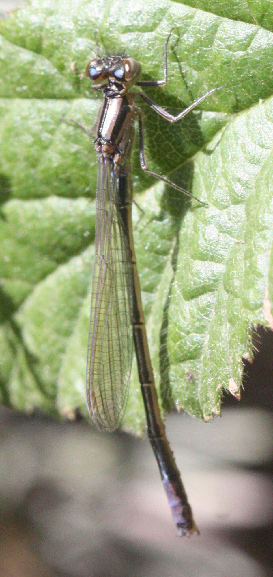 Image of Ischnura erratica Calvert 1895