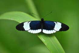 Image of Heliconius sapho Drury 1782