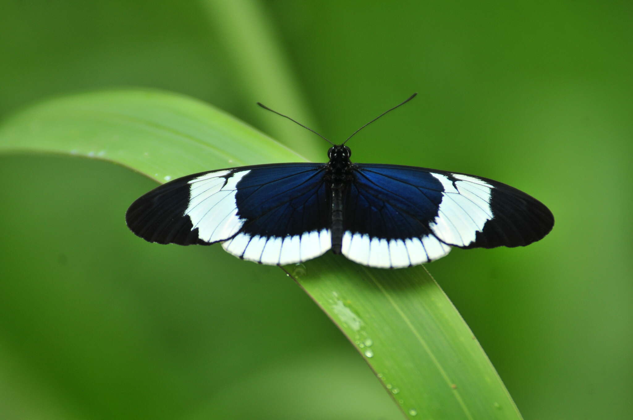 Image of Heliconius sapho Drury 1782