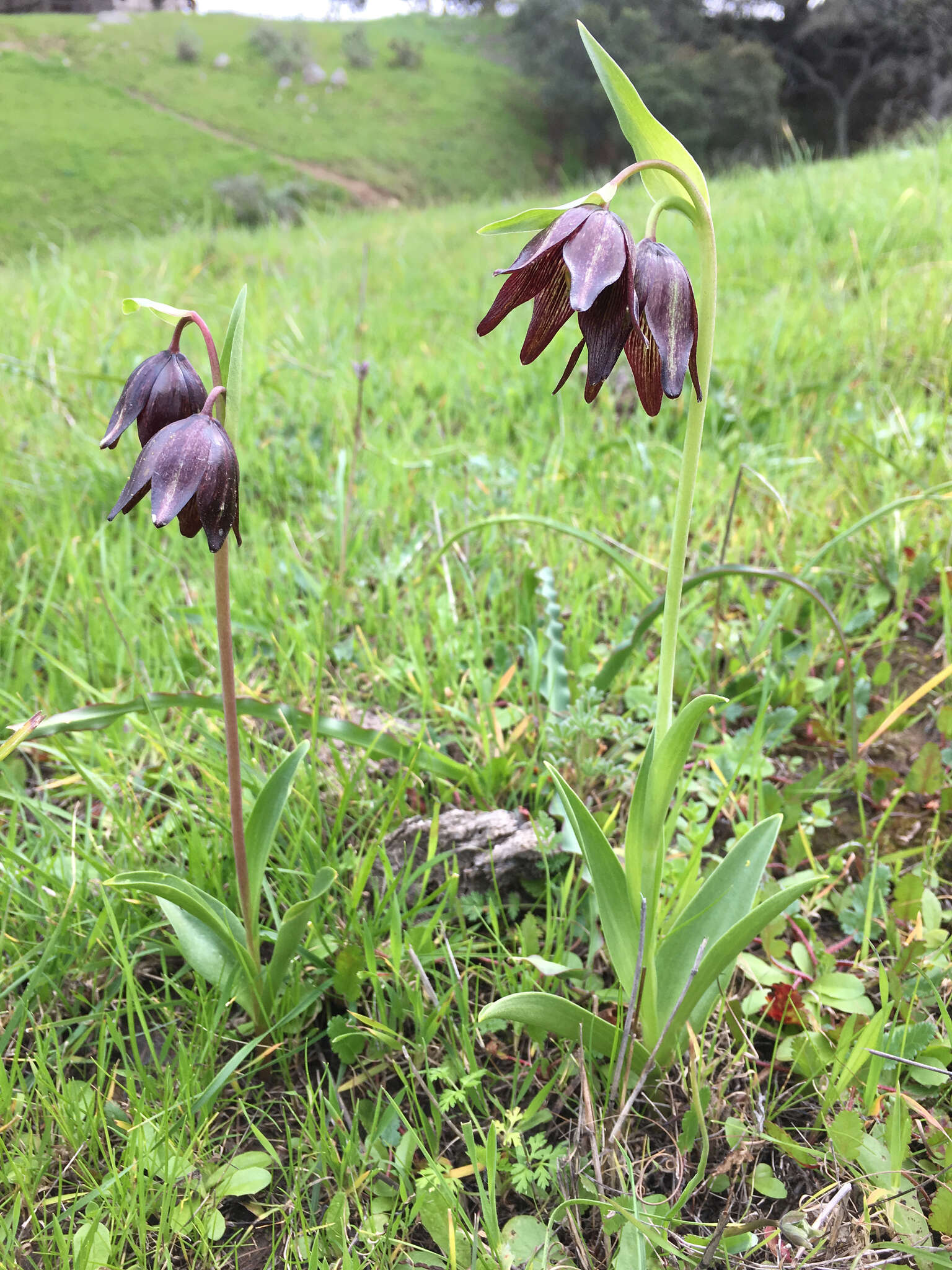 Image of chocolate lily