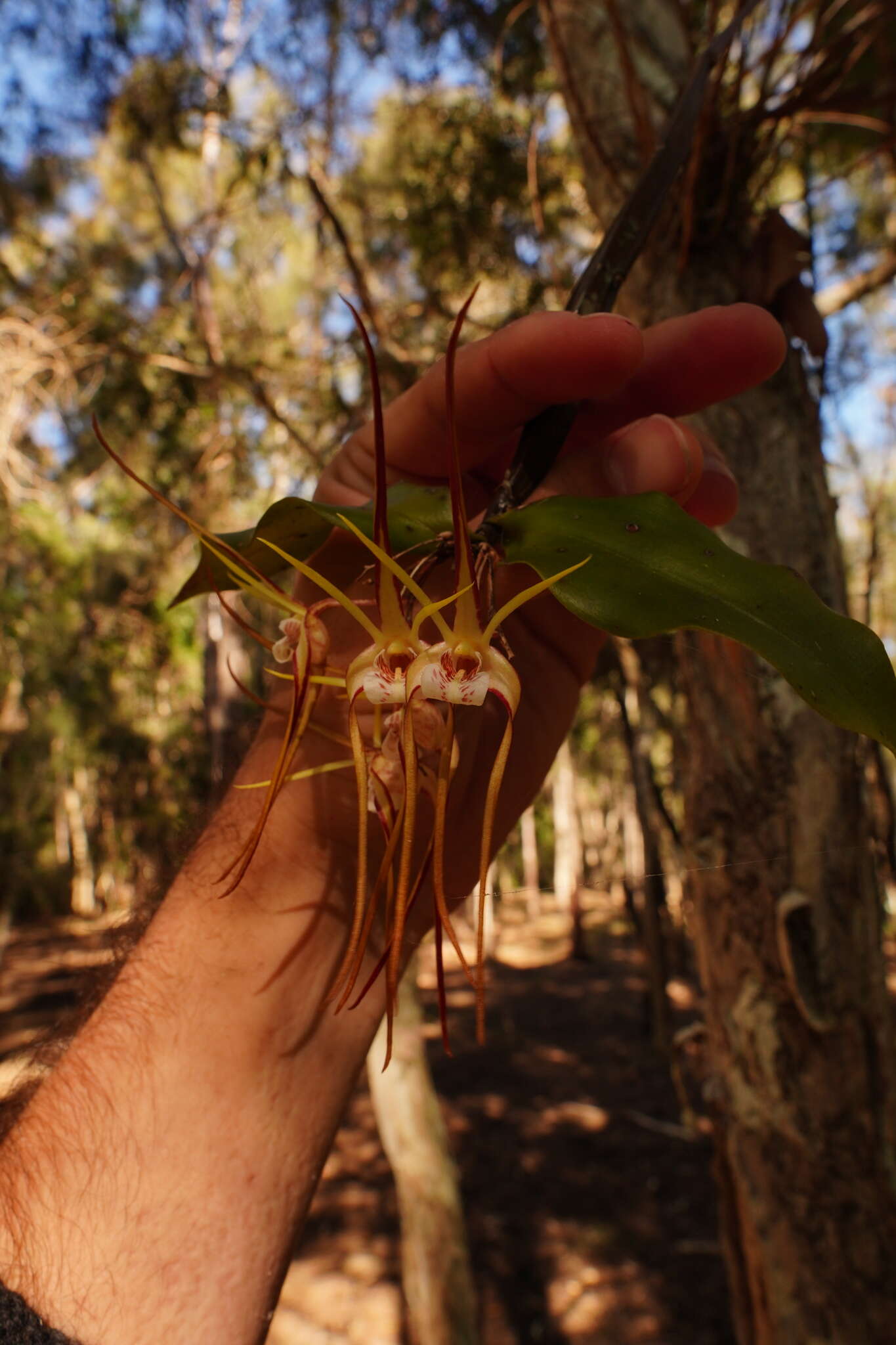 Image of Dendrobium tetragonum var. melaleucaphilum (M. A. Clem. & D. L. Jones) Dockrill