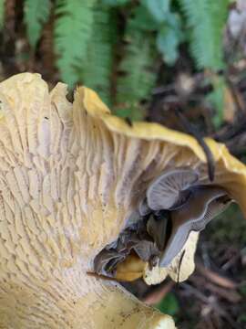 Image of Entoloma parasiticum (Quél.) Kreisel 1984