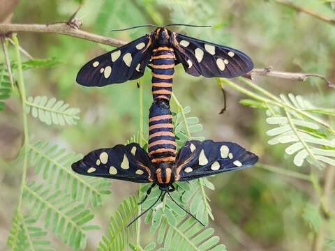 Imagem de Amata passalis Fabricius