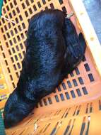 Image of Cape fur seal