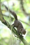 Image of Amazon Dwarf Squirrel