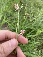 Oenothera hispida (Benth.) W. L. Wagner, Hoch & Zarucchi resmi