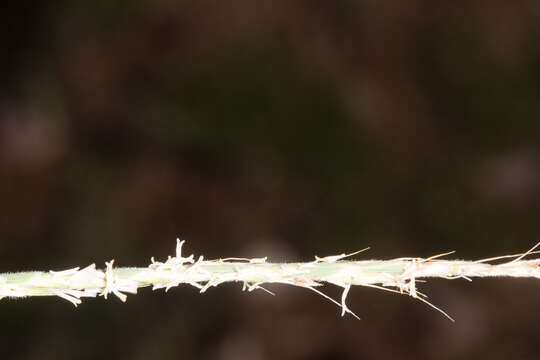 Image of French Oat-grass