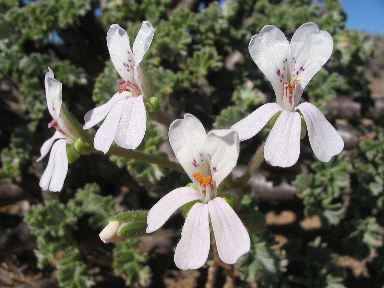 Image of Pelargonium crassicaule L'Her.