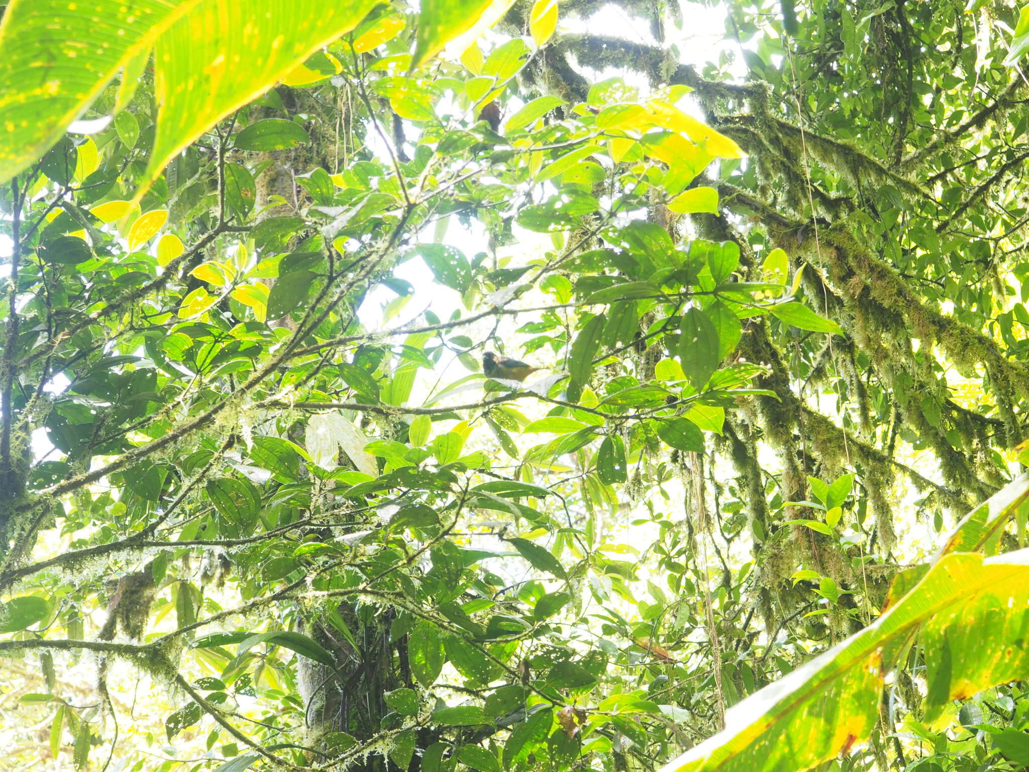 Image of Spangle-cheeked Tanager