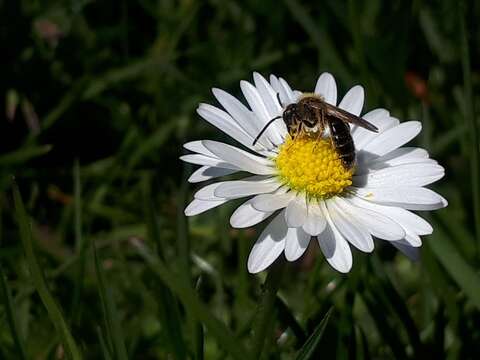 Image of Miserable Andrena