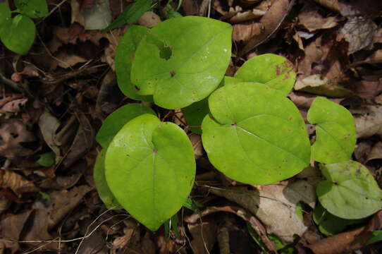 Image of Epimedium macrosepalum Stearn