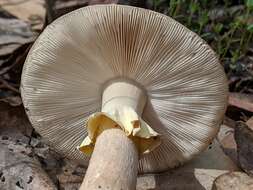 Image de Amanita luteolovelata D. A. Reid 1978