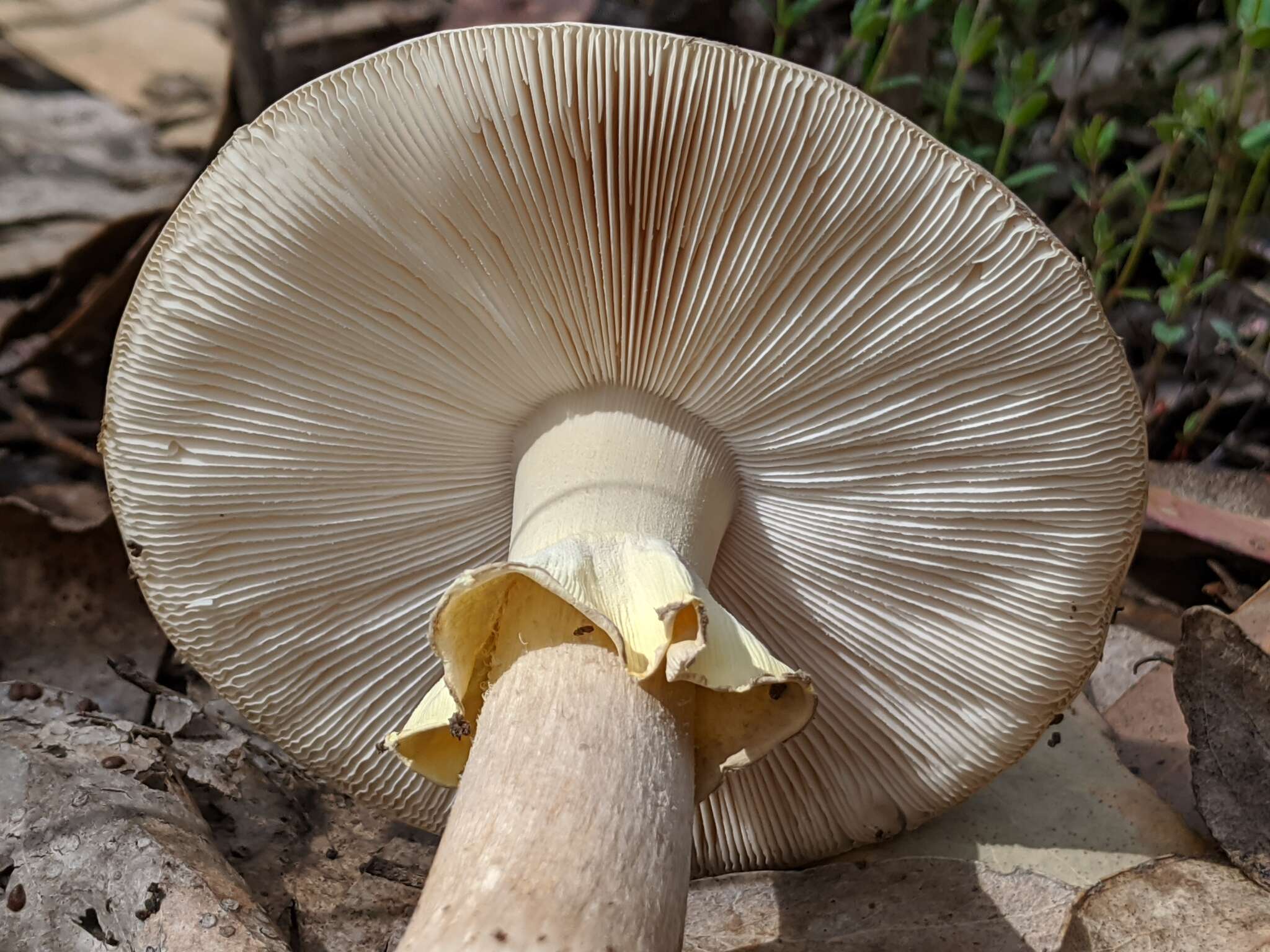 Image de Amanita luteolovelata D. A. Reid 1978