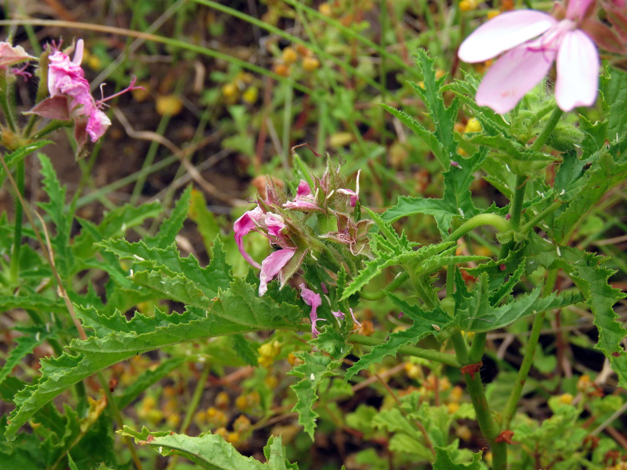 Imagem de Pelargonium glutinosum (Jacq.) L'Her.