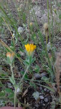 Plancia ëd Anthyllis lotoides L.