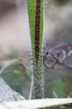 Image de Caladenia saggicola D. L. Jones