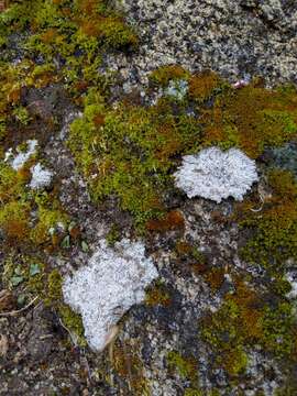 Image of crater lichen