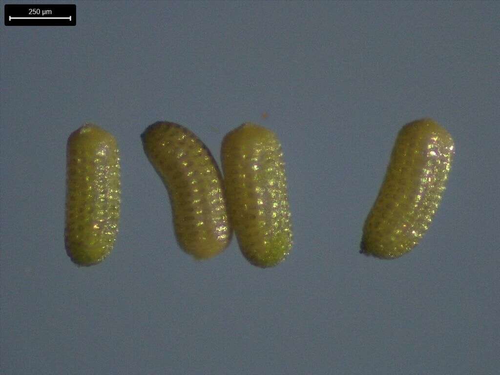 Image of small waterwort