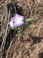 Image of threadleaf phacelia