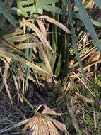 Image of Brazoria palmetto