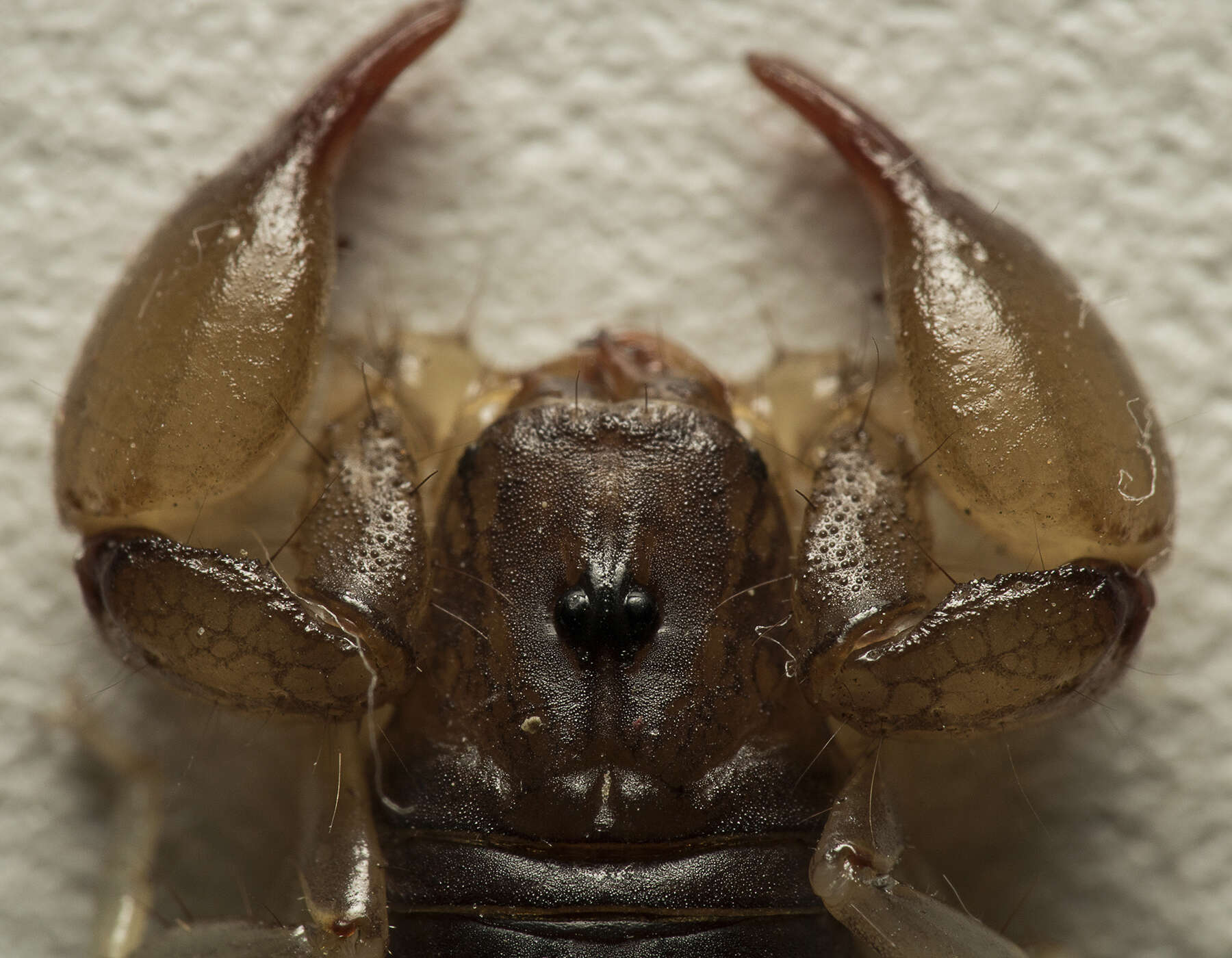 Image of Bothriurus rochai Mello-Leitão 1932