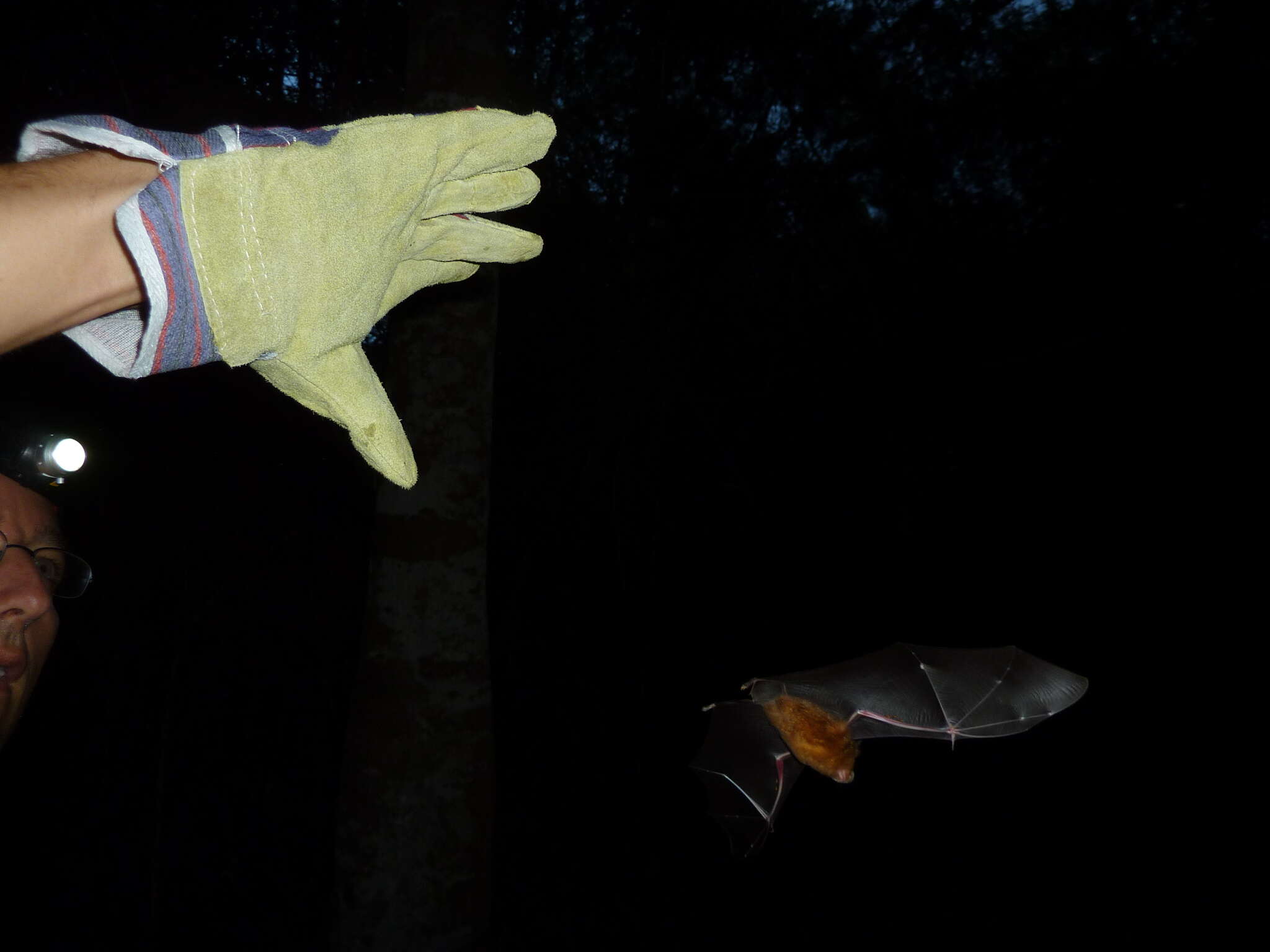 Image of Canut's Horseshoe Bat