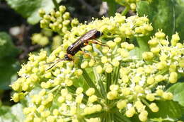 Image of Ichneumon sarcitorius Linnaeus 1758