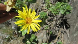 Слика од Grindelia buphthalmoides DC.