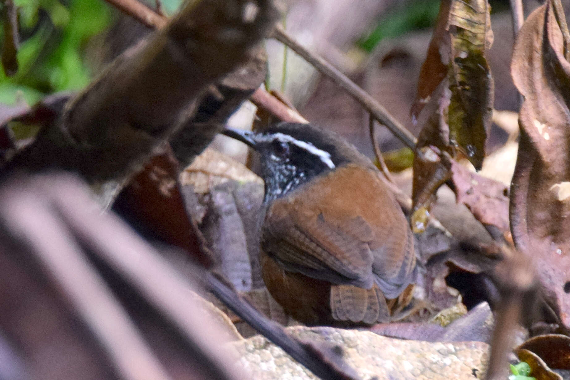 صورة Henicorhina leucophrys (Tschudi 1844)