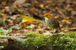 Image of Chestnut-crowned Antpitta